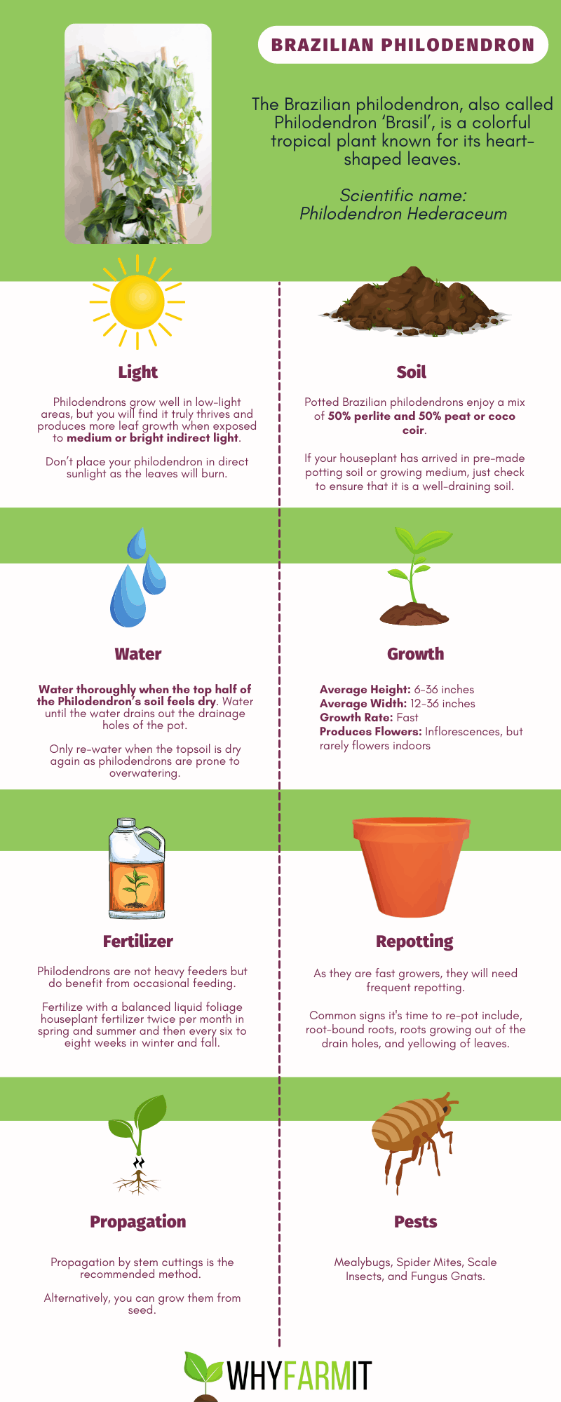 Brazilian Philodendron - Care Graphic