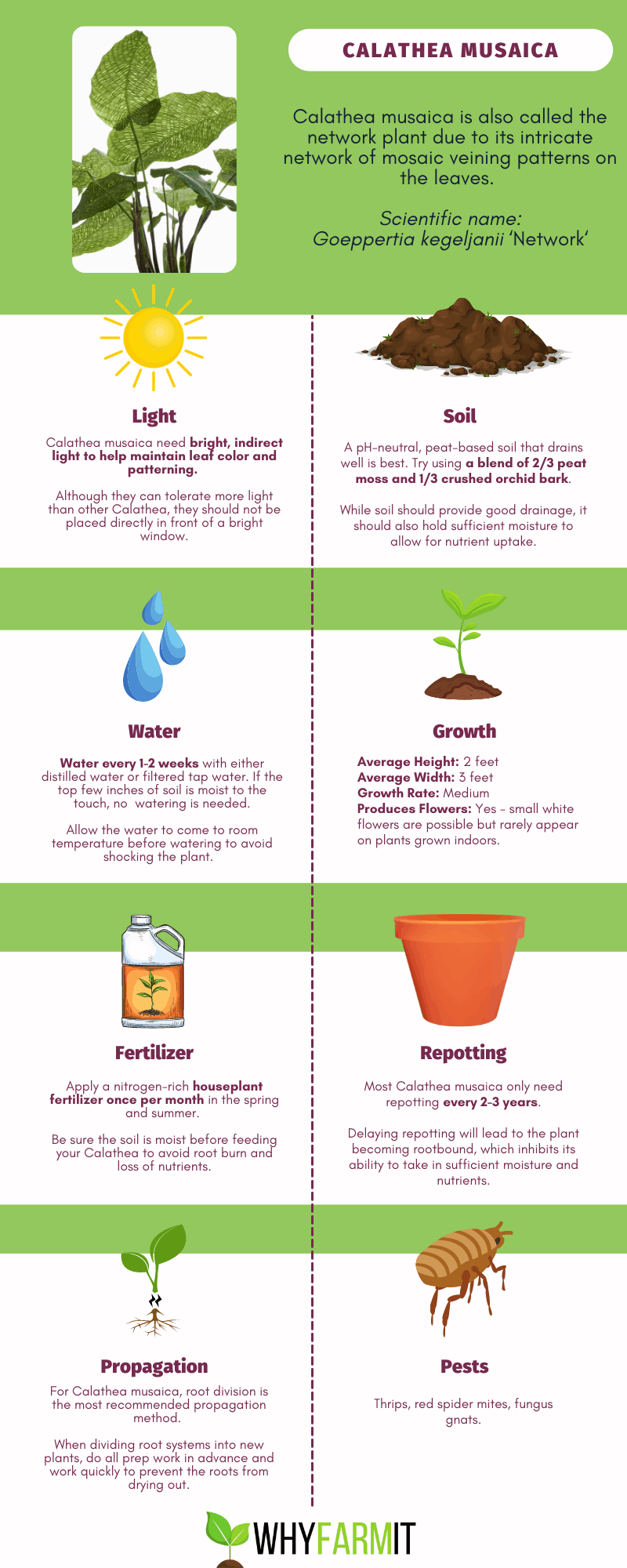 Infographic outlining care for Calathea musaica