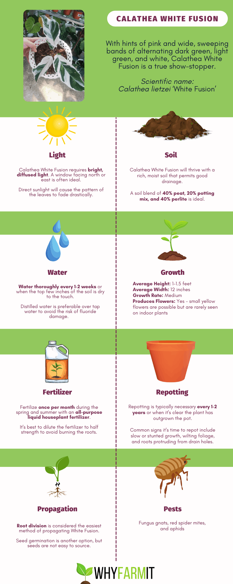 Infographic outlining care for Calathea White Fusion