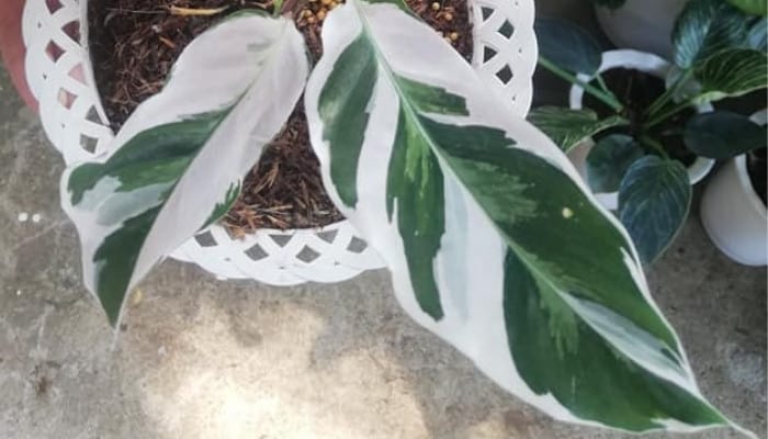 A rare Calathea White Fusion in a pretty white pot.