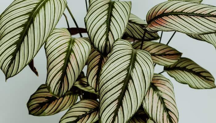 Lovely leaves of the Calathea white star plant showing a pink tinge at the base.