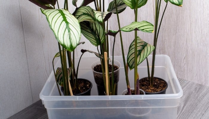 Several newly propagated Calathea White Star plants in a plastic bin.