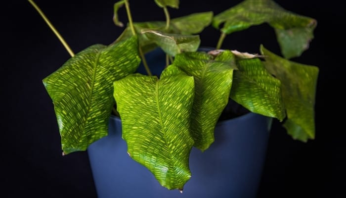 A slightly wilted Calathea musaica in a blue pot.