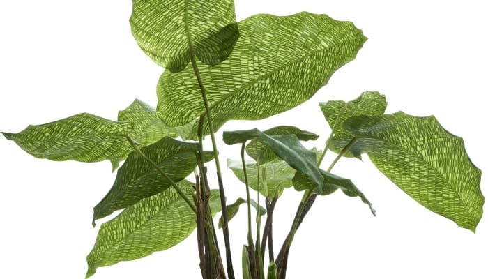 Network Calathea leaves on a white background.