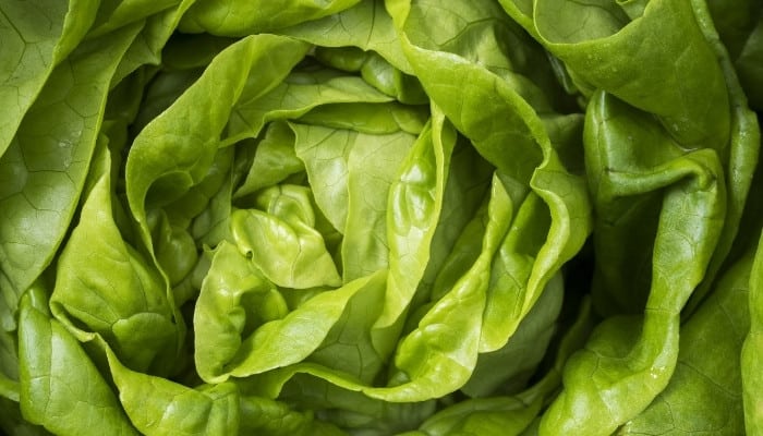 A close-up shot of beautiful butterhead lettuce.