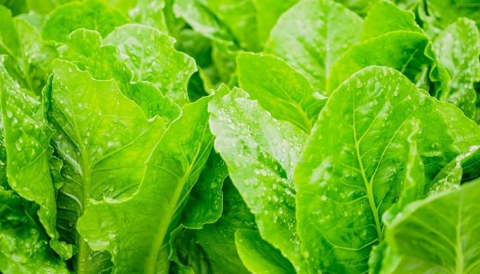 A close-up look at young romaine lettuce plants.