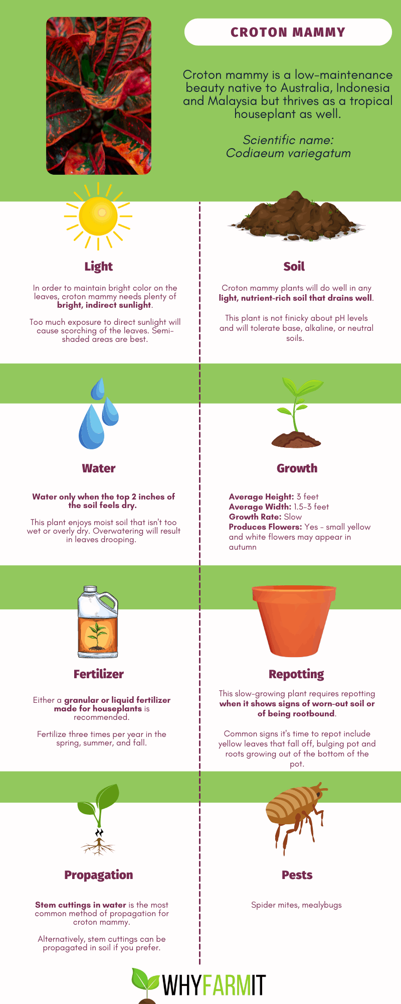 Infographic outlining care of croton mammy.