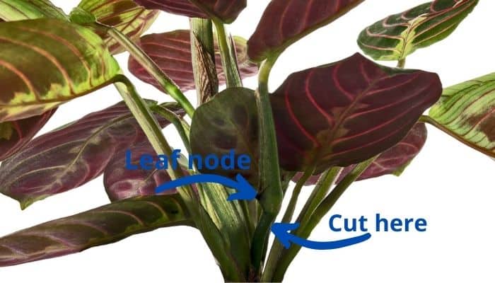 Arrows indicating the node and ideal cutting point on a prayer plant.