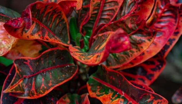 A mammy croton plant with fiery red and deep green foliage.