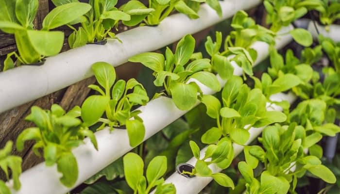 A ladder-style hydroponic system growing small, leafy greens.