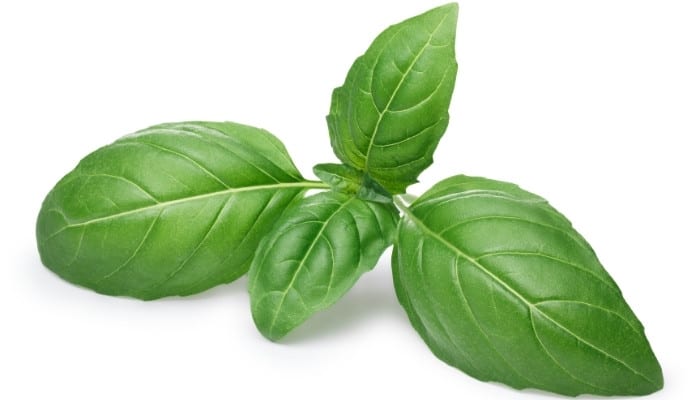 Genovese Basil Leaves