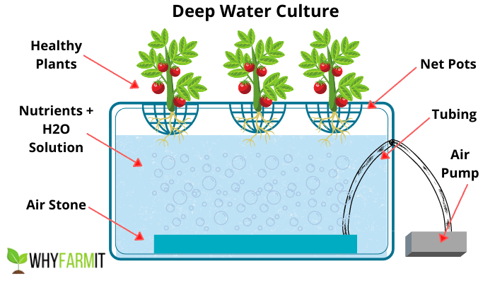 Graphic explaining deep water culture hydroponics