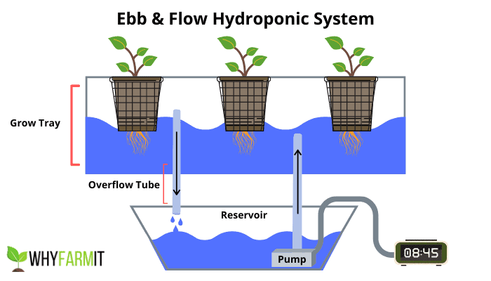 Graphic showing the basics of ebb and flow hydroponics