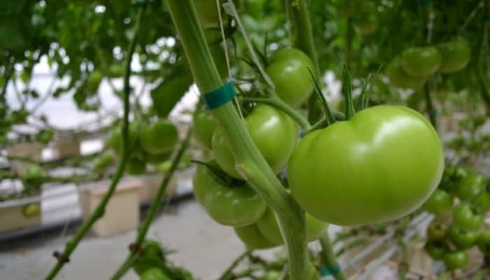 Green Hydroponic Tomatoes