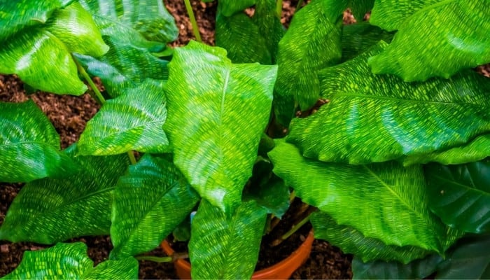 A healthy calathea musaica in a clay pot outdoors.