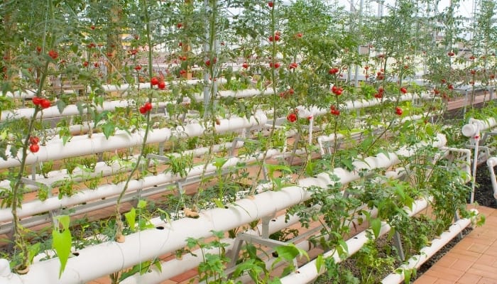 Hydroponic Vegetables Growing in Greenhouse