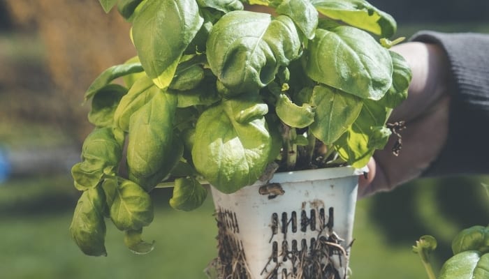 Large Hydroponic Basil Plant in Net Cup