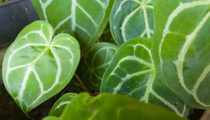 Light green leaves of an Anthurium crystallinum plant.