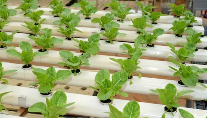 Lettuce Growing In Ebb & Flow System