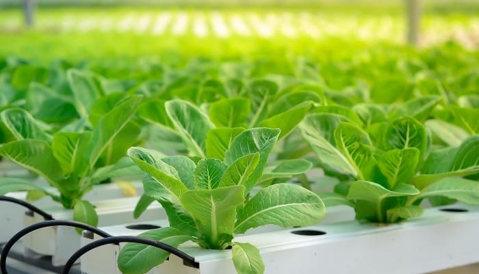 Lettuce Growing In NFT Aquaponics System