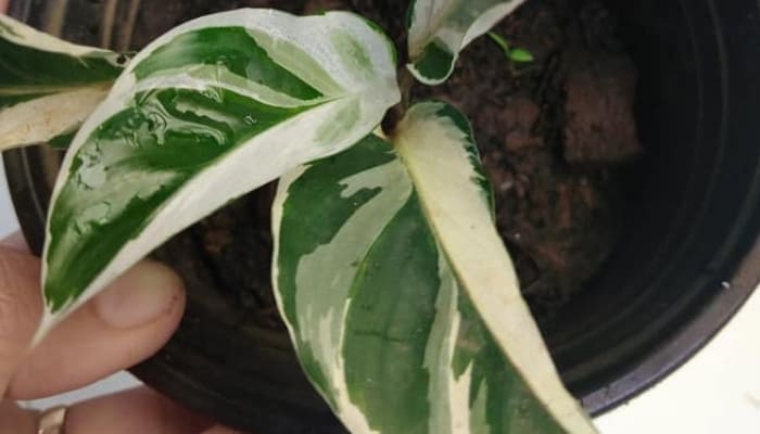 A man holding a young potted Calathea White Fusion plant.