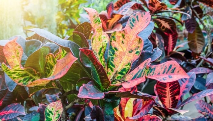 Several mammy croton plants thriving in a tropical setting.