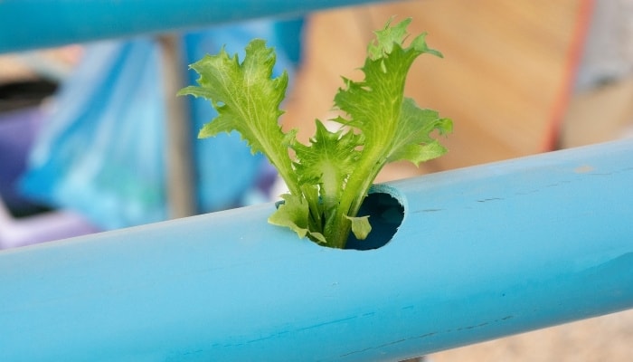 NFT Aquaponics System With PVC Piping