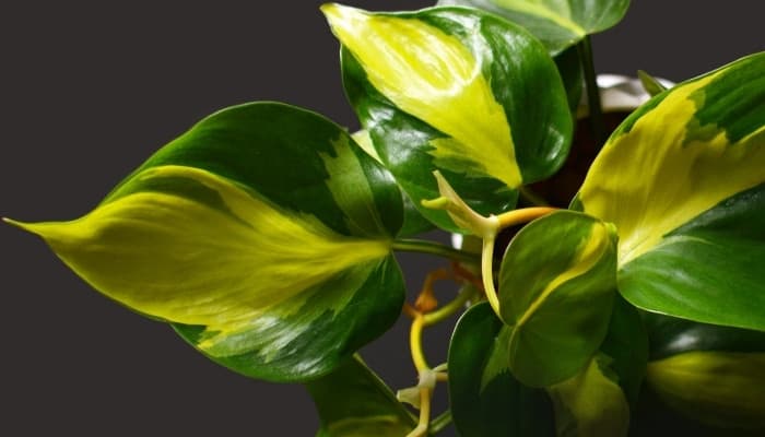 Philodendron Brasil leaves with green and yellow coloration on a dark gray background.