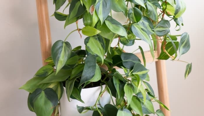 A Philodendron 'Brasil' on ladder trellis indoors.