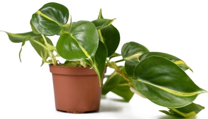 Brazilian philodendron in clay pot against a white background.