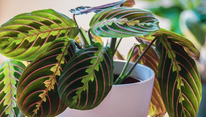 A healthy prayer plant in a white pot.