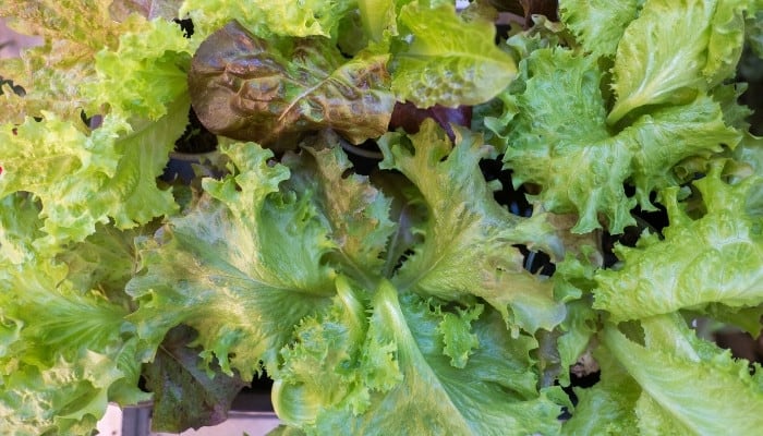 A close-up shot of red and green oak leaf lettuce.