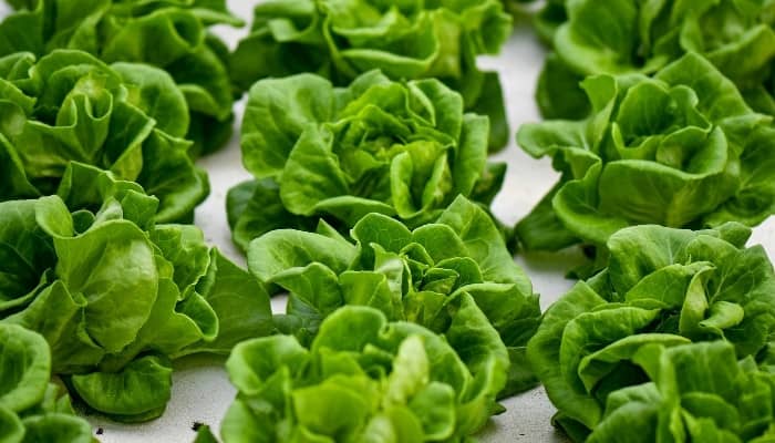 Multiple rows of hydroponically grown lettuce floating in their grow tray.