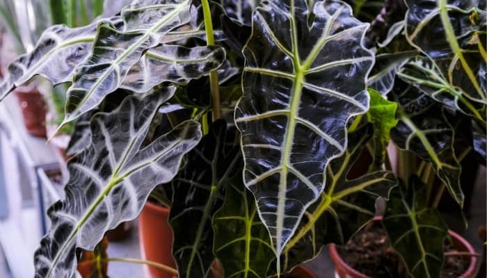 Several Alocasia Polly plants with large, dark-green leaves.