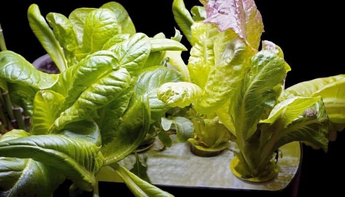 Several young hydroponically grown lettuces on grow tray against a black background.