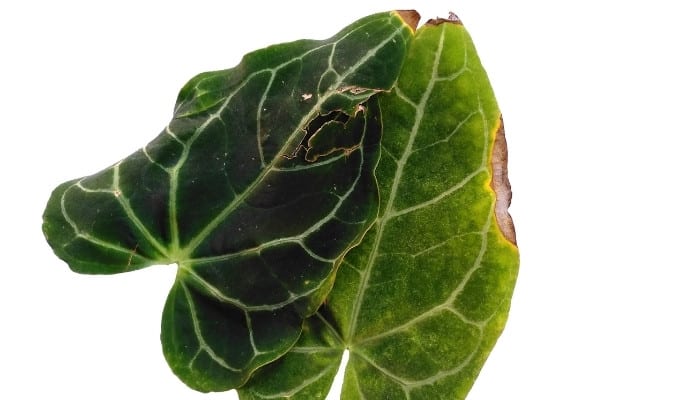 Two Anthurium crystallinum leaves with brown tips and edging.