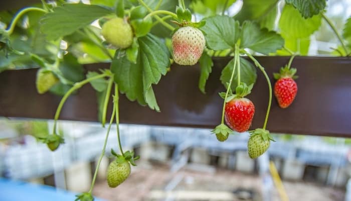 Several strawberry plants growing in a brown grow tray as part of an aquaponic setup.