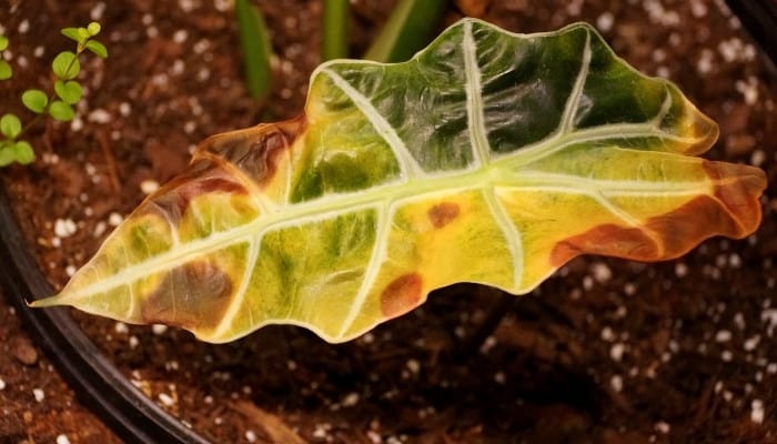 An Alocasia Polly leaf that has been burned from too much direct sunlight.