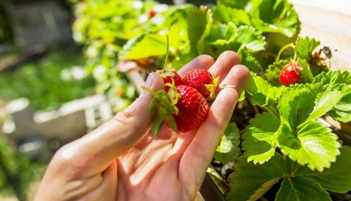 A woman holding three strawberries from her aquaponic garden.