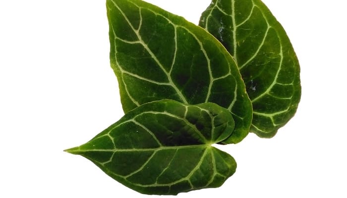 Three healthy leaves of an Anturium crystallinum plant on a white background.