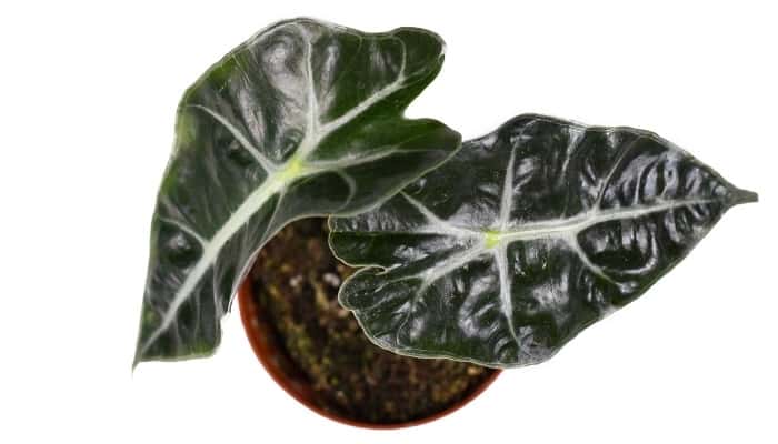 An Alocasia Polly plant viewed from above.