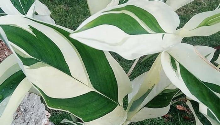 The leaves of a Calathea White Fusion plant.