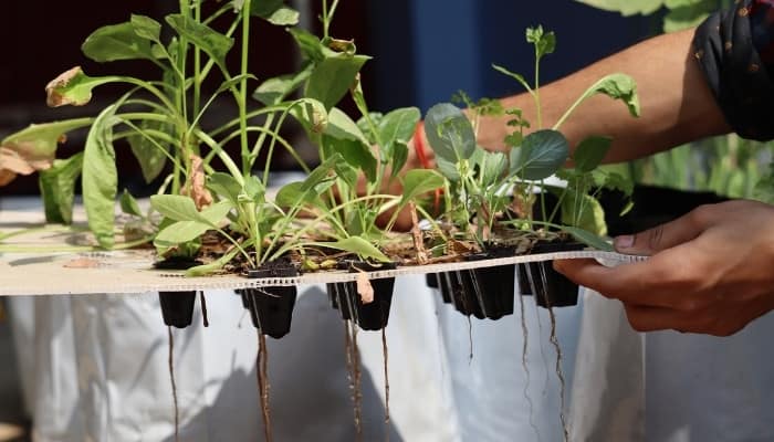 A tray of hydroponically grown vegetables showing signs of wilting, browning, and root rot.