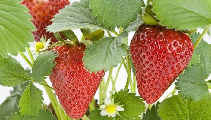 Tribute strawberry plant with ripe berries up close.