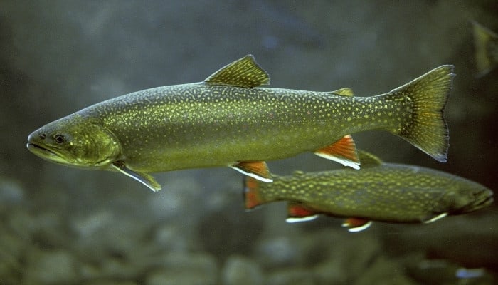 Two Arctic char swimming underwater.