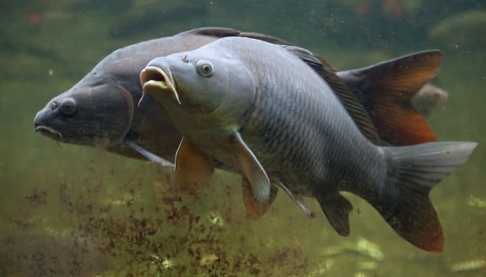A pair of common carp swimming near the water's surface.