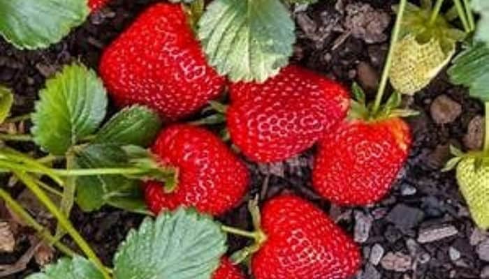 Lovely, fully ripe Seascape strawberries still on the plant.