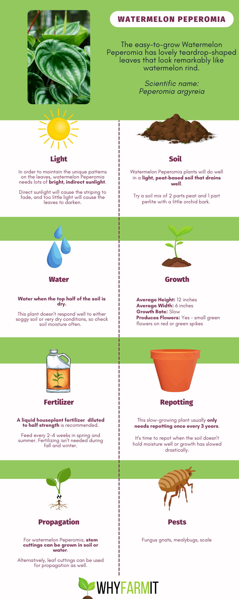 Infographic outling care for watermelon Peperomia