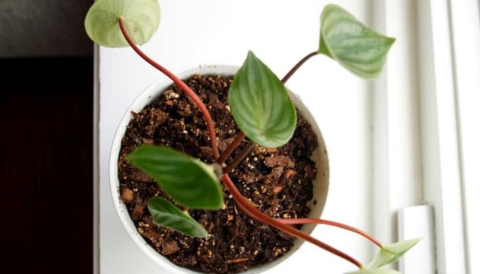 Top view of a watermelon peperomia.