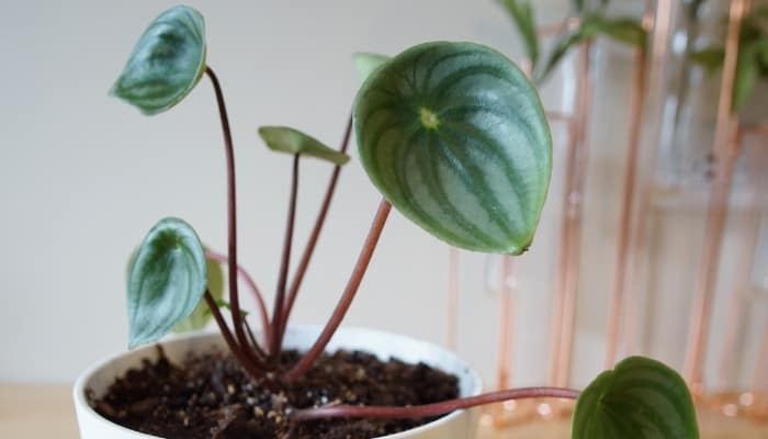 Close-up image of a young watermelon peperomia plant.